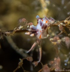 Facelina rubrovittata