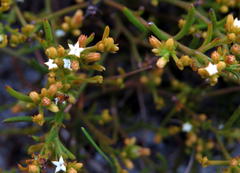 Thesium acuminatum