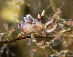 Facelina rubrovittata