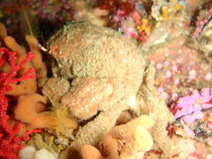 Dromidia aegibotus