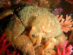Dromidia aegibotus