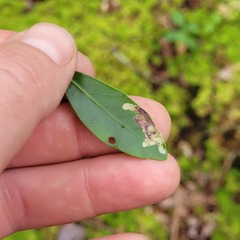 Phytomyza glabricola