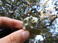 Dryomyia lichtensteinii