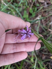Liatris squarrosa