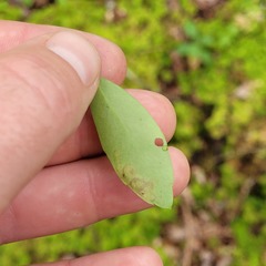 Phytomyza glabricola