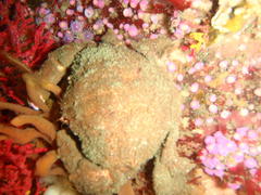 Dromidia aegibotus