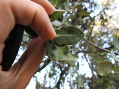 Dryomyia lichtensteinii