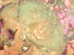 Dromidia aegibotus
