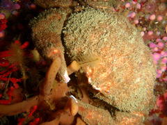Dromidia aegibotus