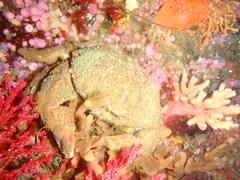 Dromidia aegibotus