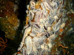 Pentacta doliolum