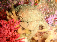 Dromidia aegibotus