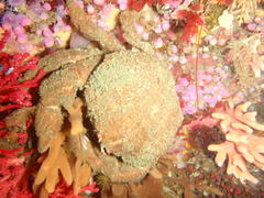 Dromidia aegibotus