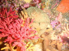 Dromidia aegibotus