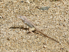 Anolis lineatus
