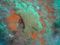 Dromidia aegibotus