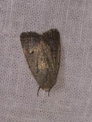 Caradrina aspersa
