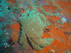 Dromidia aegibotus