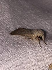 Caradrina aspersa