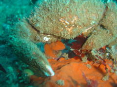 Dromidia aegibotus