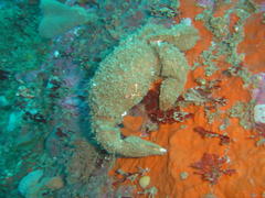 Dromidia aegibotus