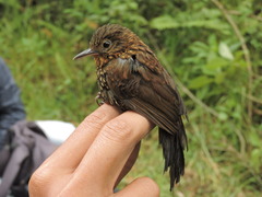 Premnoplex brunnescens