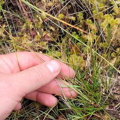 Xyris difformis