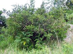 Cephalanthus natalensis