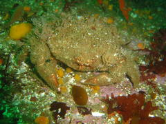 Dromidia aegibotus