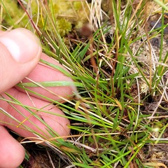 Xyris difformis