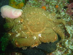 Dromidia aegibotus