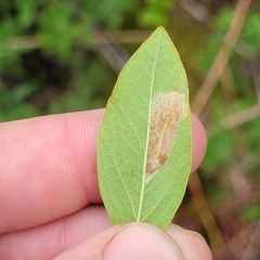 Phyllonorycter diversella