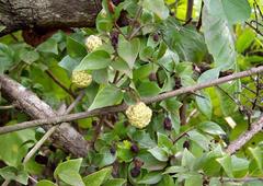 Cephalanthus natalensis