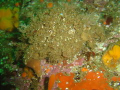 Dromidia aegibotus