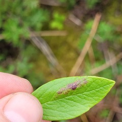 Phyllonorycter diversella