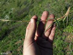 Themeda triandra