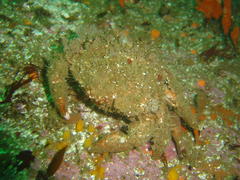 Dromidia aegibotus