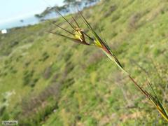 Themeda triandra