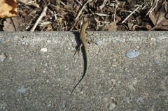 Podarcis liolepis