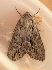 Fishia yosemitae
