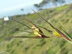 Themeda triandra