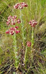 Helichrysum appendiculatum