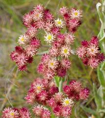 Helichrysum appendiculatum