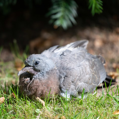 Columba palumbus