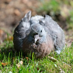 Columba palumbus