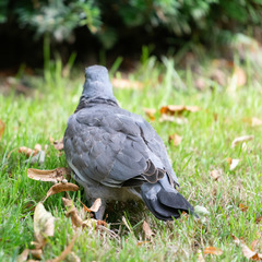 Columba palumbus