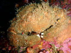 Dromidia aegibotus