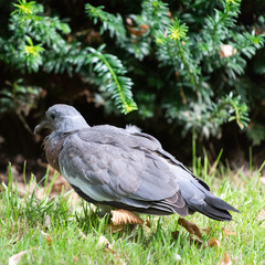 Columba palumbus