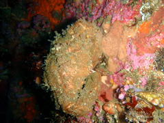 Dromidia aegibotus