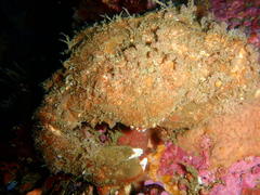 Dromidia aegibotus